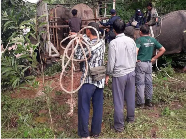 ဆင်နှစ်ကောင်ဟာ၅ နှစ်သားနဲ့ ၇ နှစ်သား ဖြစ် ပြီး အထီးနှစ်ကောင်ပါ။