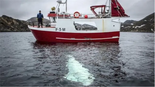 తిమింగలం