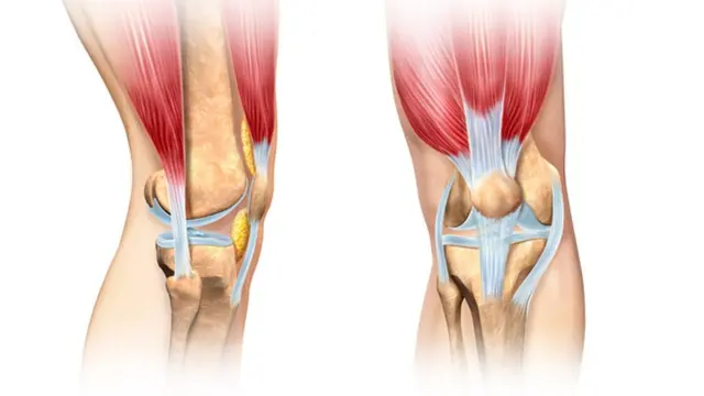 Ilustração da anatomia do joelho