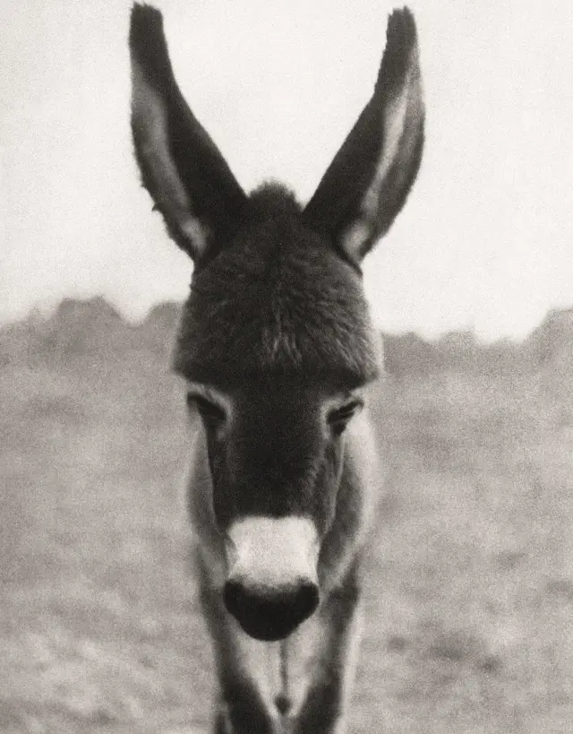 புகைப்பட கலைஞர் ரகுராய்