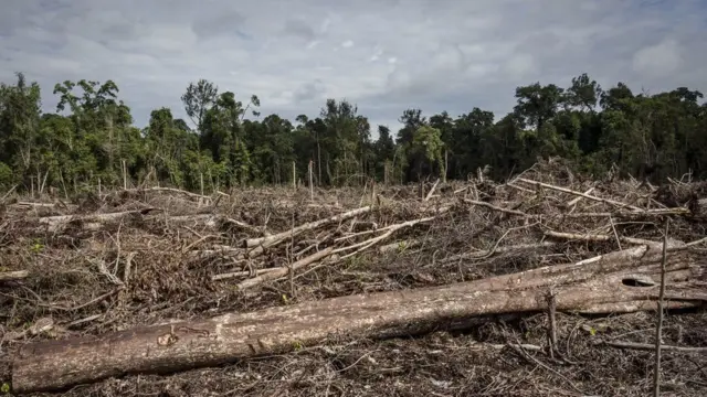 kelapa sawit Indonesia