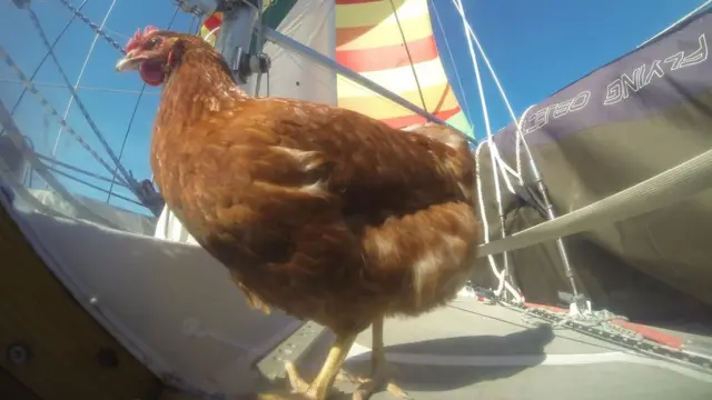 雌鶏のモニーク