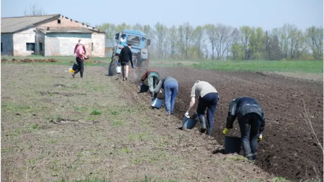 Садити, сапати і збирати картоплю - так само свято для українців, як скуповувати гречку