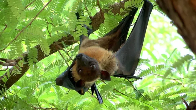 చెట్టుమీద గబ్బిలాలు