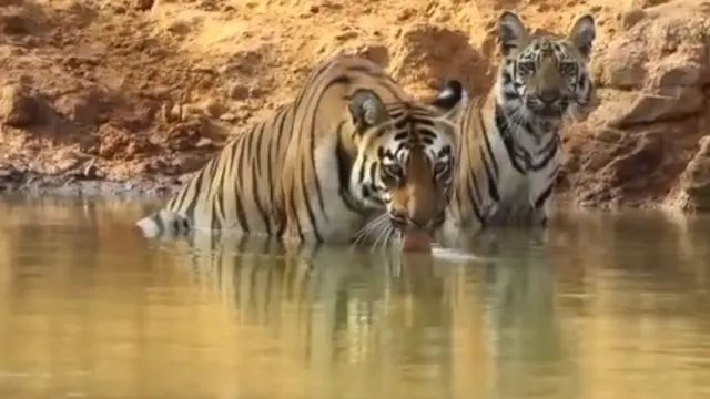 ताडोबा अंधारी