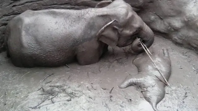 පැටවා බේරා ගැනීමට වෙර දරන ඇතින්න