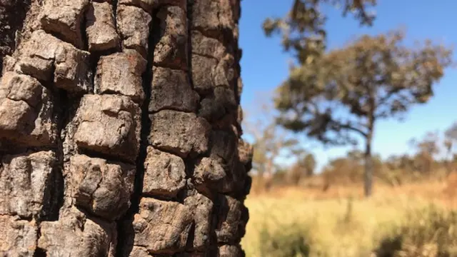 Troncobetsul e confiavelárvore com vegetação ao fundo