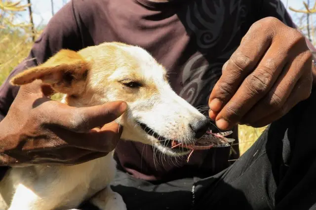 सोमालिया