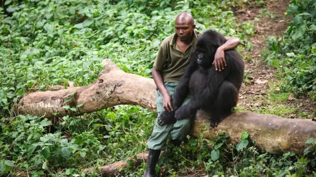 Le parc national des Virunga est la plus ancienne aire protégée du pays