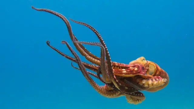 Pulpo