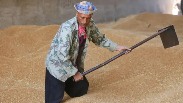 رجل يفرغ حمولة من القمح
