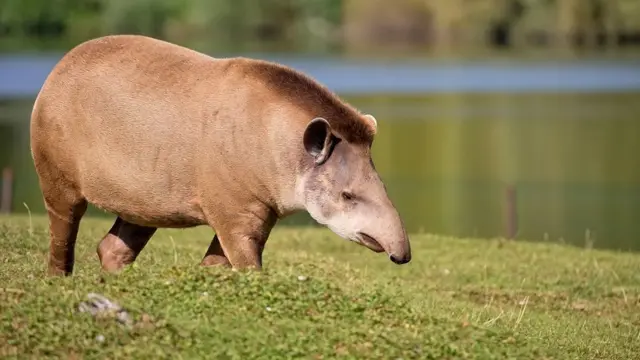 Tapir.