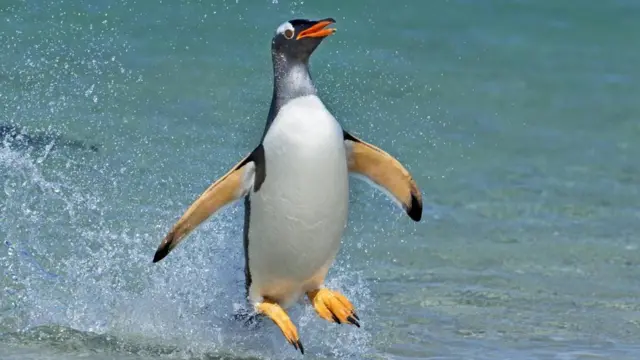 Субантарктичний