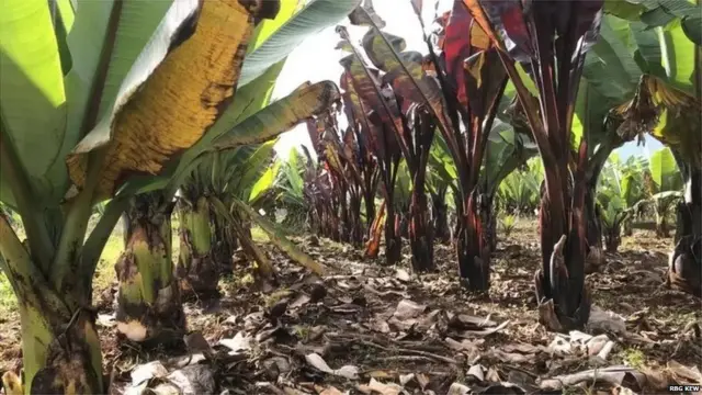 एन्सेटची प्रजाती केळीसोबत मिळतीजुळती आहे.