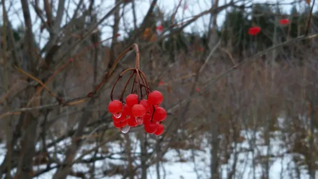 Крупным планом