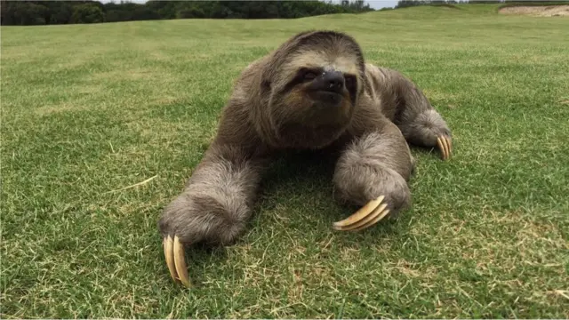 Bicho-preguiça no Campomines f12betGolfe da Rio 2016