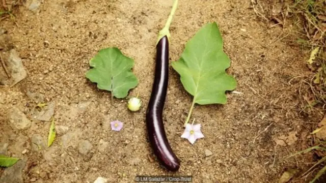 ہائبرڈ سبزیاں