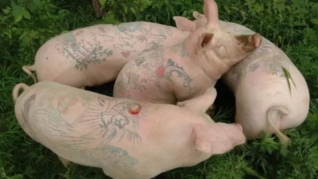 Nguruwe waliochorwa tatoo