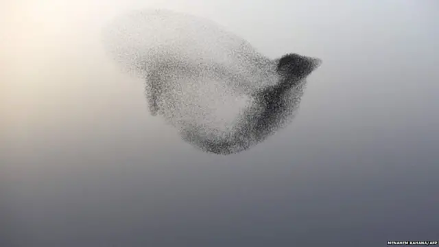 ਉੱਡਦੇ ਪੰਛੀਆਂ ਦੀ ਡਾਰ