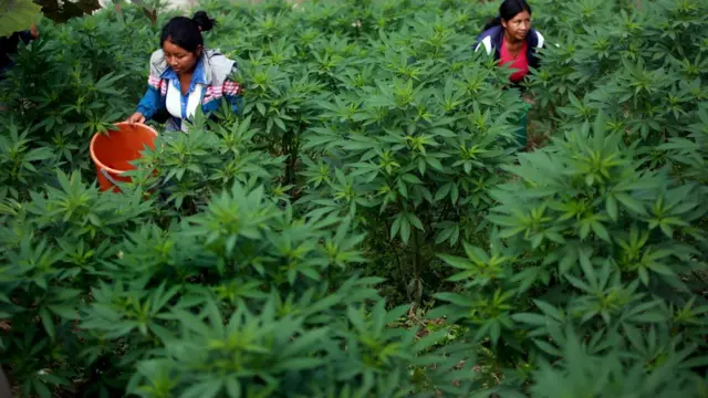 Cultivo de marihuana