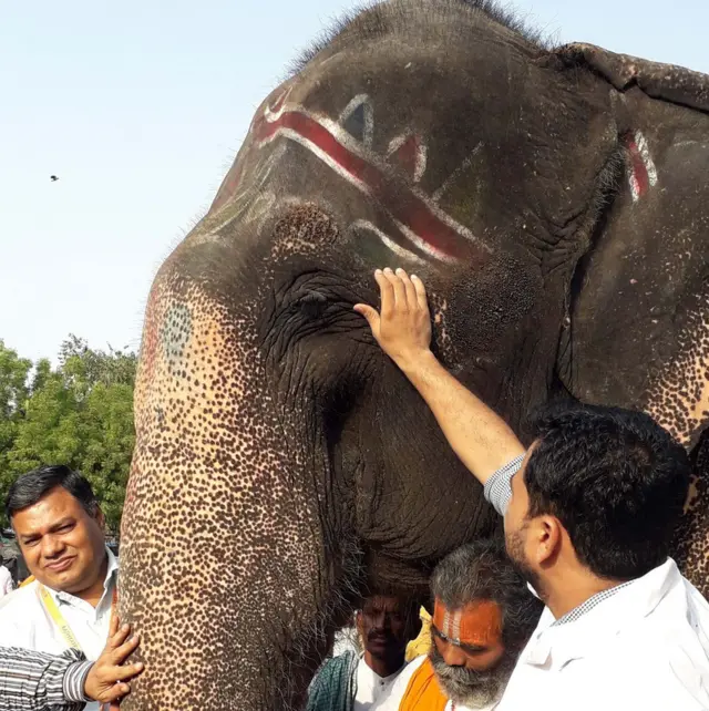 હાથીનો ચેક અપ થઈ રહ્યો છે