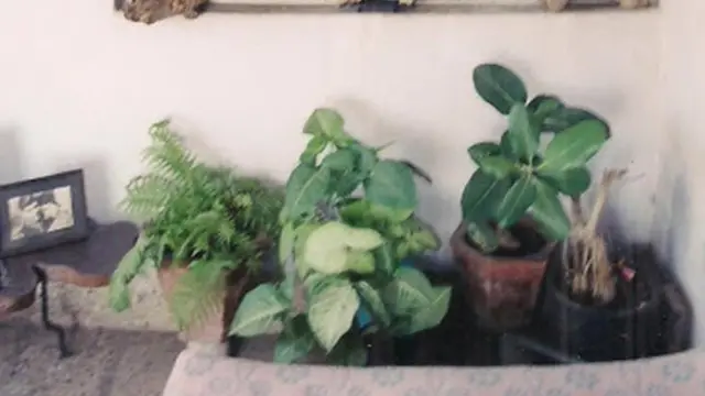 હોમાયે ઈકોબાનાનો શોખ વિકસાવેલો