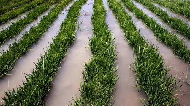 Plantaçãomr jack bet grêmioarroz na Nigéria