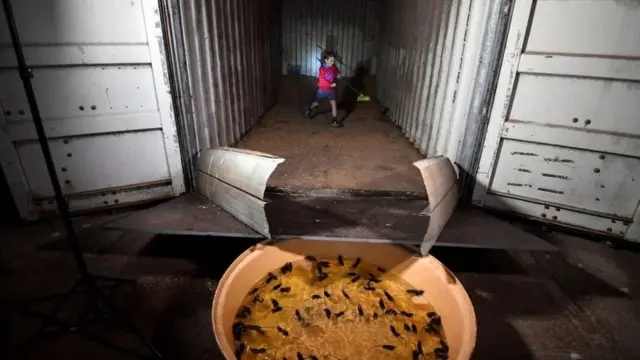 ইঁদুরের ফাঁদ