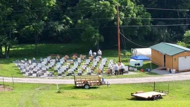 मधुमक्खी