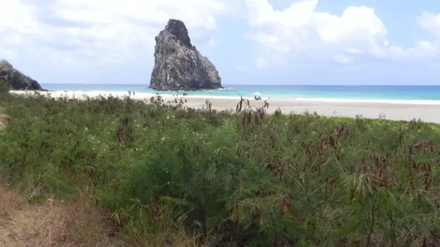 Duna coberta de leucenas em praia de Fernando de Noronha