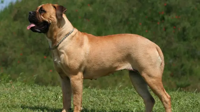 Питбульмастиф