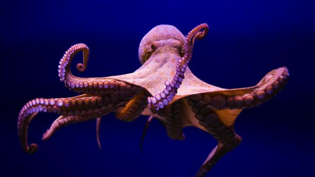 Polvo comum (Octopus vulgaris)