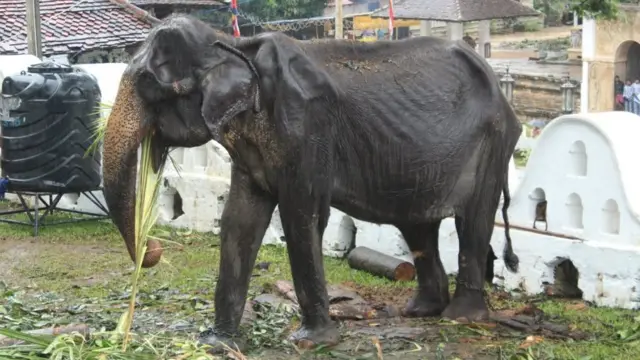 ටිකිරිගේ වයස අවුරුදු හැත්තෑවක් පමණ වෙතැයි විශ්වාස කෙරේ