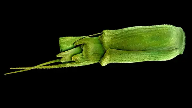 Semilla de Aegilops tauschii