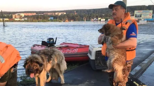 Спасатели спасают собак