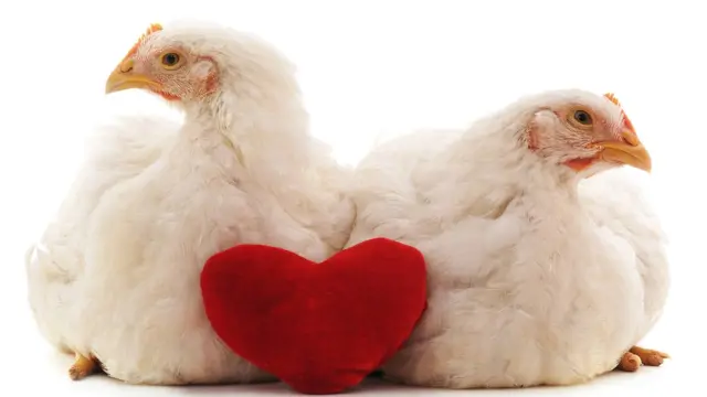Dos pollos y un corazón en la mitad