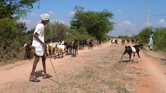 మేకలు మేపుతున్న స్థానికుడు