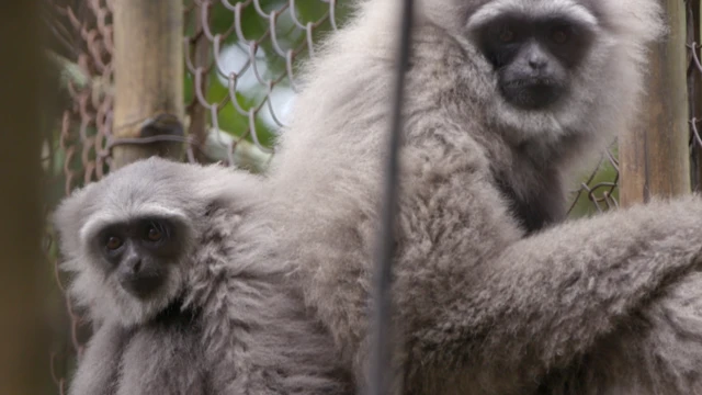Cuplis dan anaknya, Maral, di kandang habituasi di Gunung Puntang.