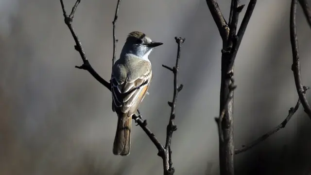 Pájaro cantor de Calfironia
