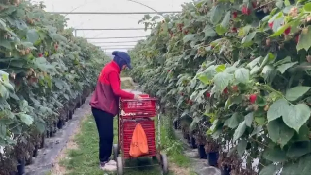 Yirtqich hayvon qizni sikish video