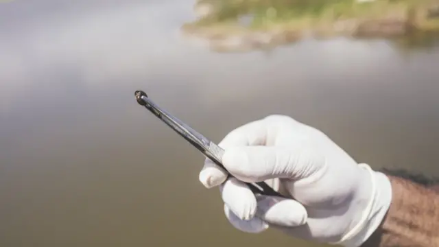 Imagen tomada en Jaboatão dos Guararapes, Pernambuco, Brazil, 2015, en una de las zonas donde la esquistosomiasis es endémica