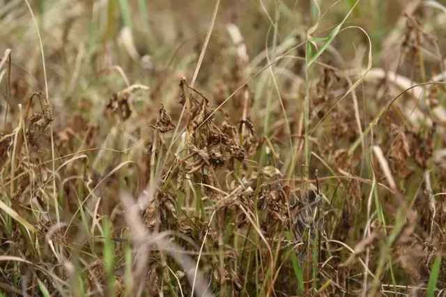 พาราควอต