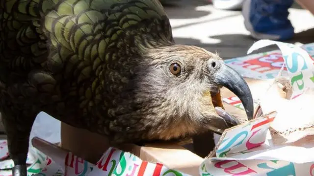 Попугай кеа - большой озорник