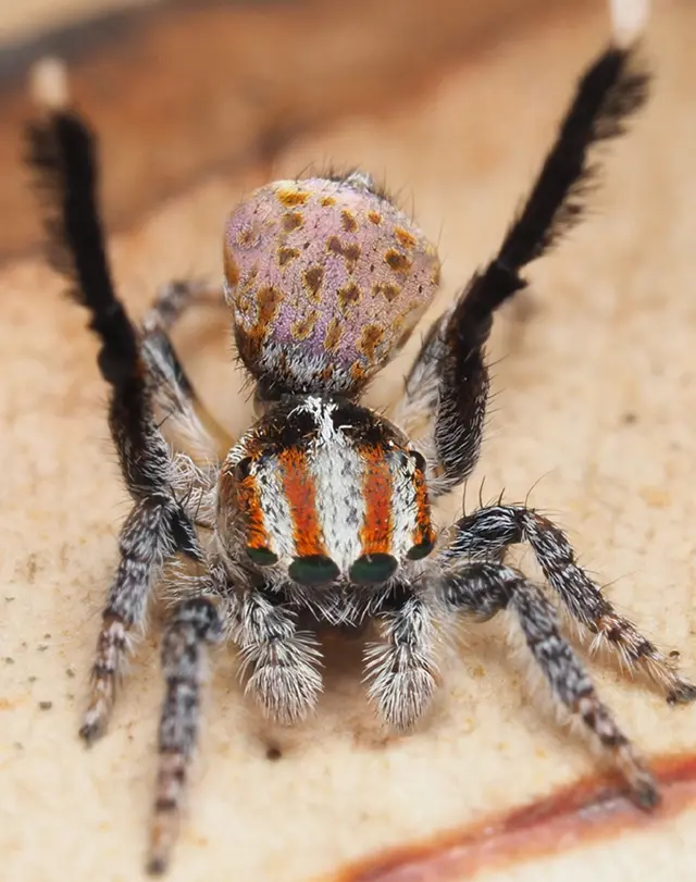 Maratus suae