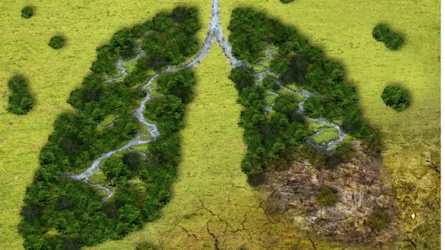 காடழிப்பு