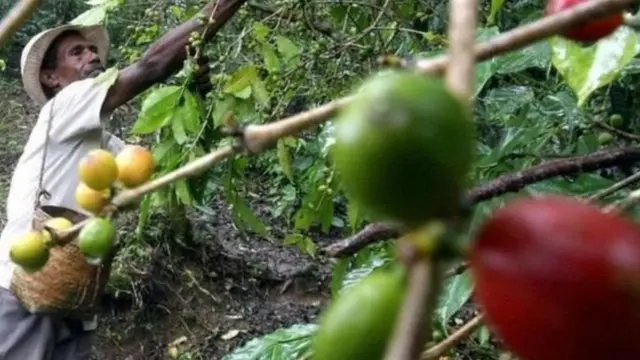 सीसीडी, कॉफी