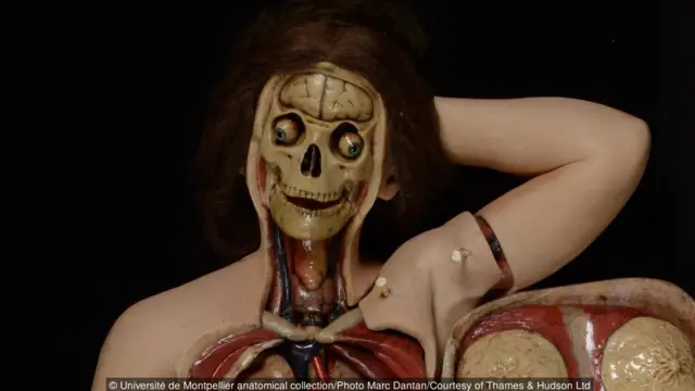 Université de Montpellier anatomical collection/Photo Marc Dantan/Courtesy of Thames & Hudson Ltd