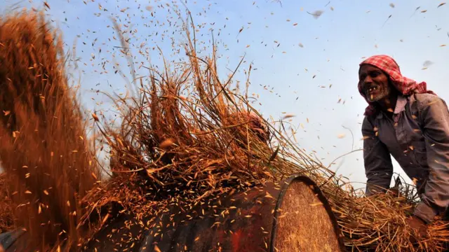 कृषि क्षेत्र