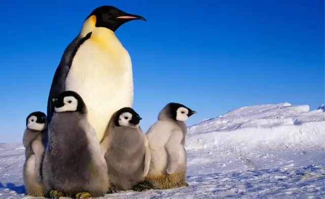 Pingüinos en la Antártida.