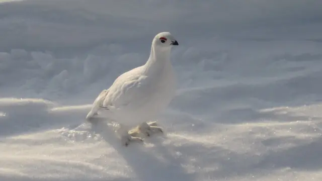 A white bird against the snow.